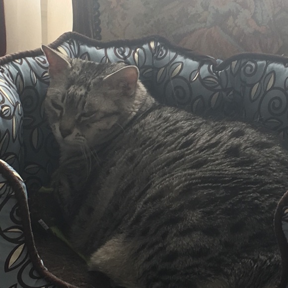 Meet your Posher, Vivian - Picture 4 of 4